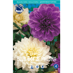 Георгины Blue Boy & Paloma