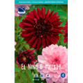 Георгины El Nino & Melody