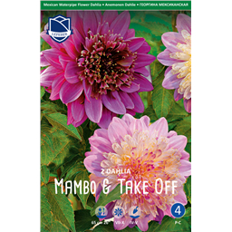 Георгины Mambo &Take Off