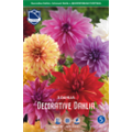 Георгины Смесь Декоративных