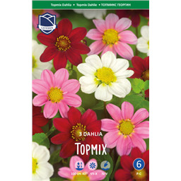 Георгины Смесь Карликовых