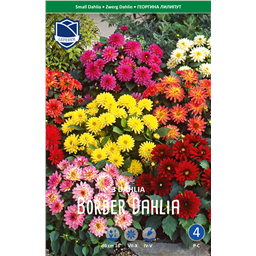 Георгины Смесь Лилипут