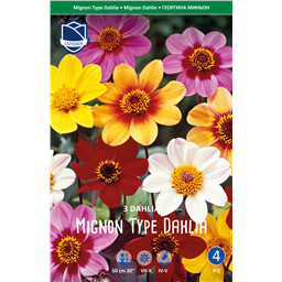 Георгины Смесь Миньон