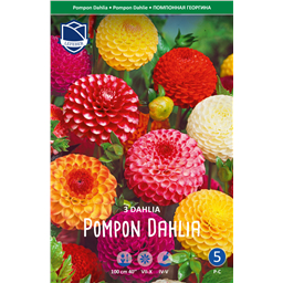 Георгины Смесь Помпонных