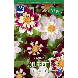 Георгины Смесь Воротничковых