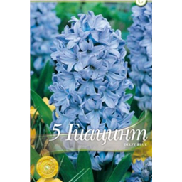 Гиацинт Дельт Блю