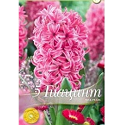 Гиацинт Пинк Перл