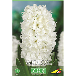 Гиацинт Аиолос(упаковка мини)