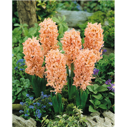 Гиацинт Джипси Куин