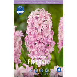 Гиацинт Фондант 
