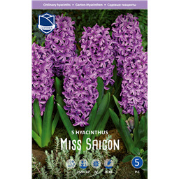 Гиацинт Мисс Сайгон