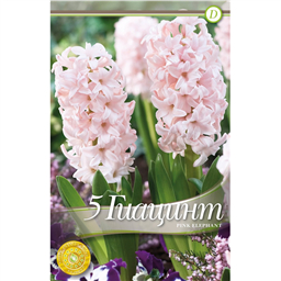 Гиацинт Пинк Элефант