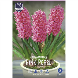 Гиацинт Пинк Перл