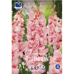 Гладиолус Адреналин