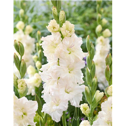 Гладиолус Айвори Перфекшн