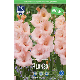 Гладиолус Алонсо