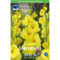Гладиолус Бананарама