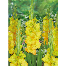 Гладиолус Блитц Фьюжен