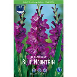 Гладиолус Блю Маунтин