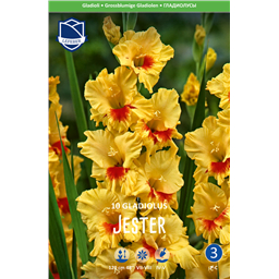 Гладиолус Джестер
