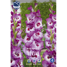 Гладиолус Элвив