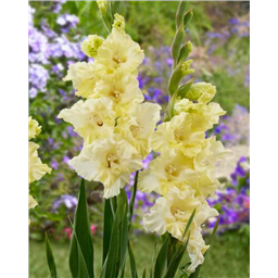 Гладиолус Хэппи Тач