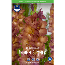 Гладиолус Индиан Саммер