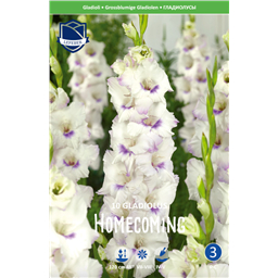 Гладиолус Хоум Каминг
