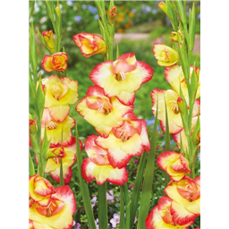 Гладиолус Лас Вегас