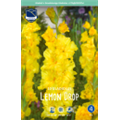 Гладиолус Лемон Дроп