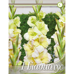 Гладиолус Лемонлициус