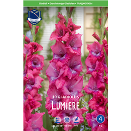 Гладиолус Люмьер