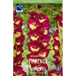 Гладиолус Маренго 