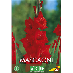 Гладиолус Маскагни