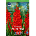 Гладиолус Матч Поинт