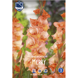 Гладиолус Мэрри
