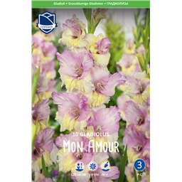 Гладиолус Мон Амур