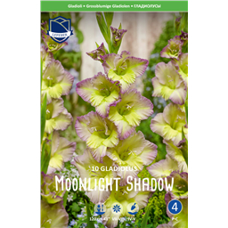 Гладиолус Мунлайт Шейдоу