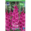 Гладиолус Натан