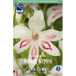 Гладиолус Нимф