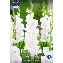Гладиолус Полар Бир