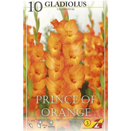 Гладиолус Принц оф Оранж