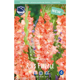 Гладиолус Рикс Фриззл