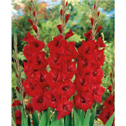 Гладиолус Рома