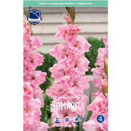 Гладиолус Самара