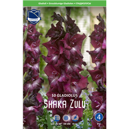 Гладиолус Шака Зулу