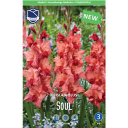 Гладиолус Соул