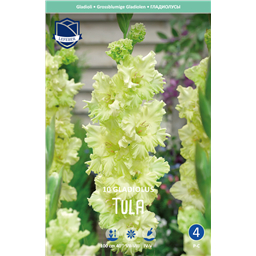 Гладиолус Тула