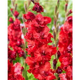 Гладиолус Вельвет Расберри