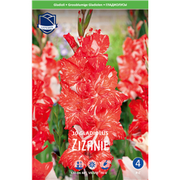 Гладиолус Зизани